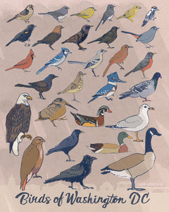 Birds of Washington DC [#33]